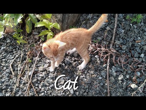 Cat / Harika programme