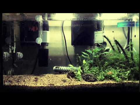 Boys Age - An Undersea Stone(Official Music Video)