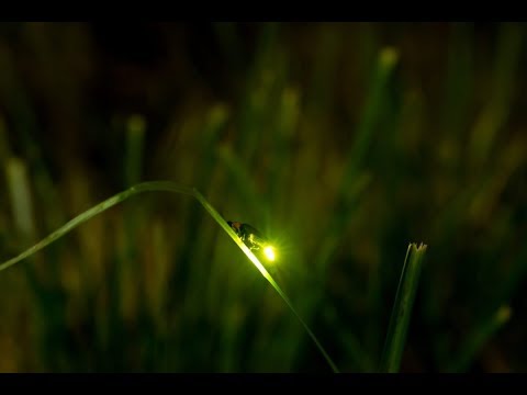 Fireflies but its a bad cover