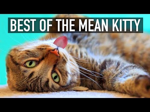 Cats Are Funny! - Best of The Mean Kitty Compilation | GET READY to LAUGH BIG!