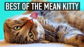 Cats Are Funny! - Best of The Mean Kitty Compilation | GET READY to LAUGH BIG!