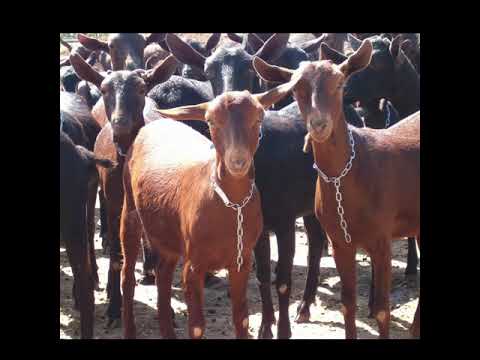 Cabra murcianogranadina