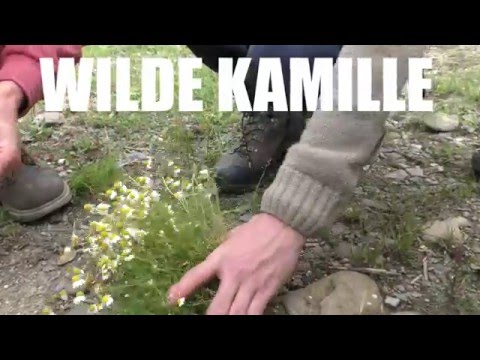Wilde Kamille (Matricaria chamomilla) Wild chamomile