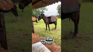 Download lagu Check out this mule breeding here in Brazil!' mp3