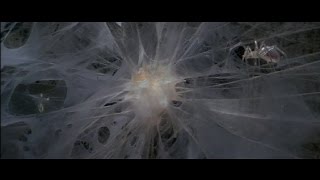 Krull - The Widow's Web Scene