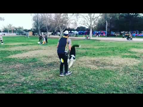 Dog Training Services