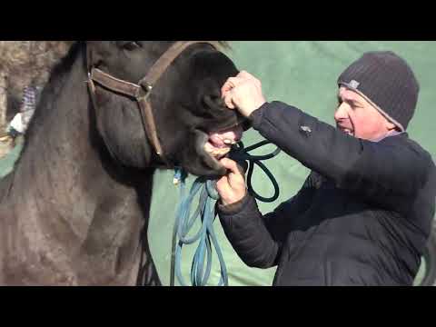 Caii lui Stelica de la Jichisu de Jos, Cluj - ep. 29 - 2025 Nou!!!