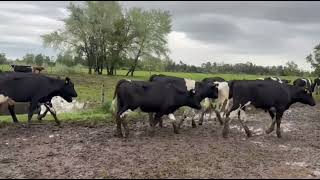 55 Novillos para Engorda de 350 kg - FEGOSA - Plaza Ganadera