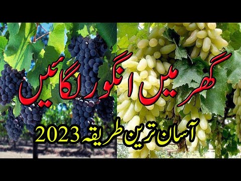 How to grow grapes vine from cuttings easy method 2023 | angoor ki bail kaise lgain | Tiniminigarden