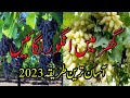 How To Grow Grapes Vine From Cuttings Easy Method 2023 Angoor Ki Bail Kaise Lgain Tiniminigarden