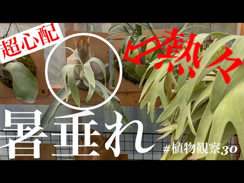 園芸 日本のアワビ胞子性