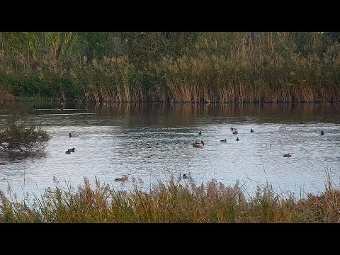 Ebro Delta wetland bird live cam