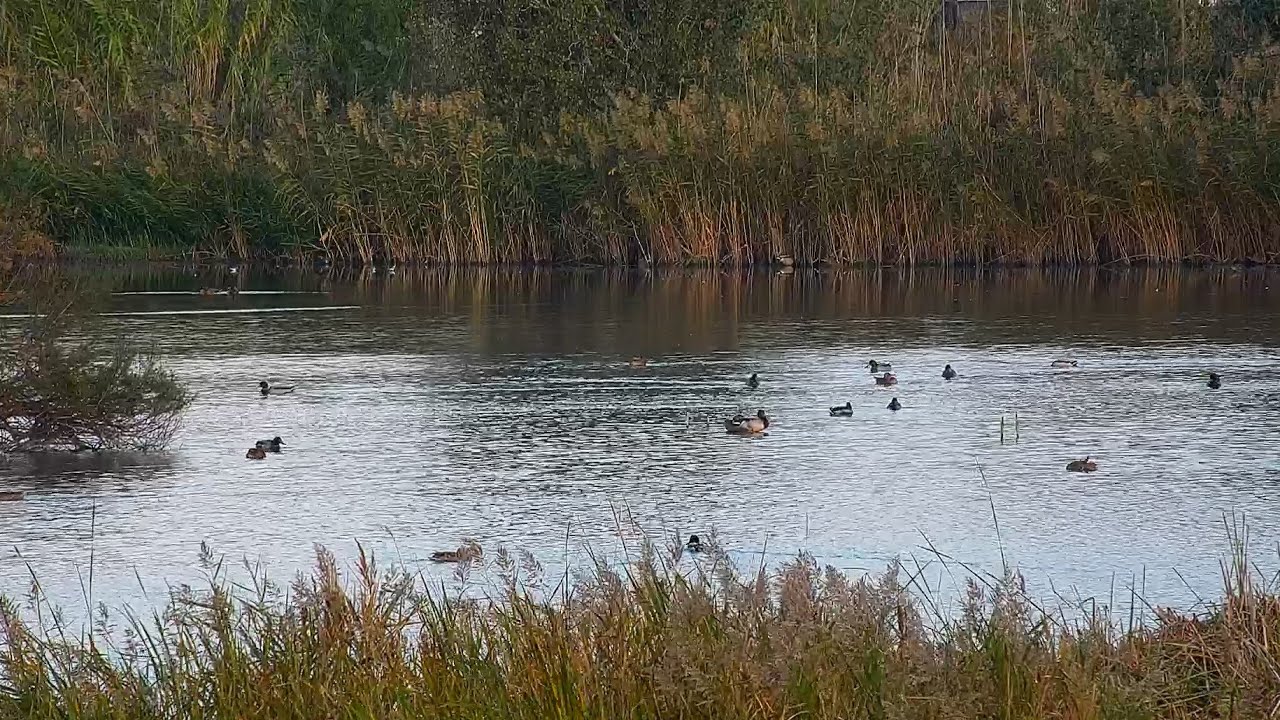 Live webcam view of Observatorio de Aves Riet Vell