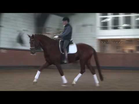 Don Xavier Oldenburger Hengst von Don Juan de Hus