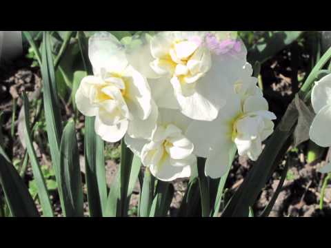 Gniatkowski Janusz - Idzie wiosna ulicą