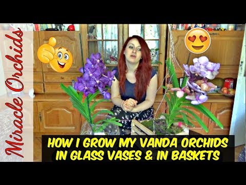How I grow my vanda orchids in glass vases and in baskets | WATER CULTURE