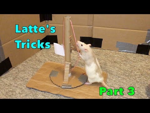 Latte's Epic Rat Tricks - Part 3!