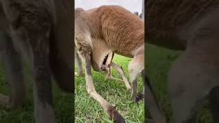 【カンガルパンチ】#tiktok #ショート　＃ティックトック　＃おもしろ　#tiktokjapan #tiktokschool #TikTok日本