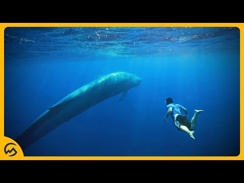 TOP 10 GROOTSTE DIEREN TER WERELD! 🔼🐘