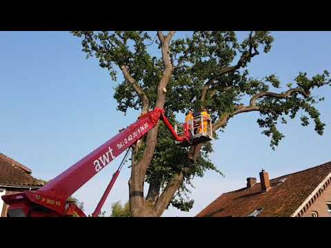 Älteste Eiche Dorfmarks gefällt