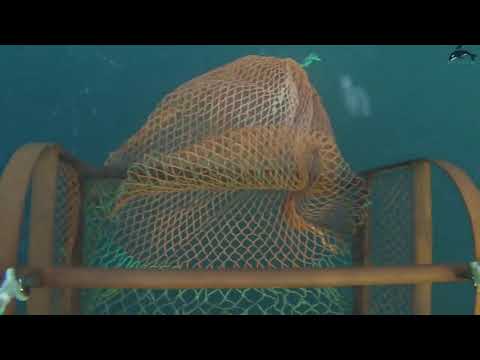 See how fishermen catch hundreds tons scallops on the sea-Amazing catching processing scallops