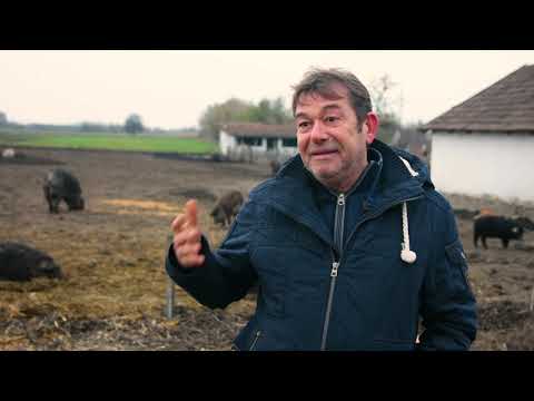 Biznis iz blata sa 300 MANGULICA - Senta