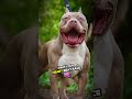 Top 5 Dangerous Dog Breeds With The Most Dangerous Bark