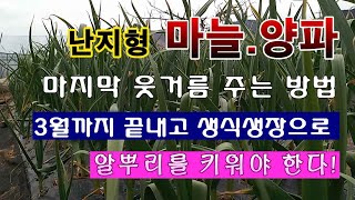 [텃밭농부. 1,382]  난지형 마늘, 양파에 마지막 웃거름 주는 방법. 3월에 끝낸다. #나늘재배 #양파…