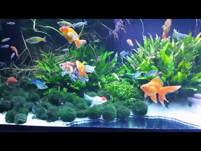 The Beautiful Planted 145 Gallon Fancy Goldfish, Rainbow Mix and Corydoras Tank!