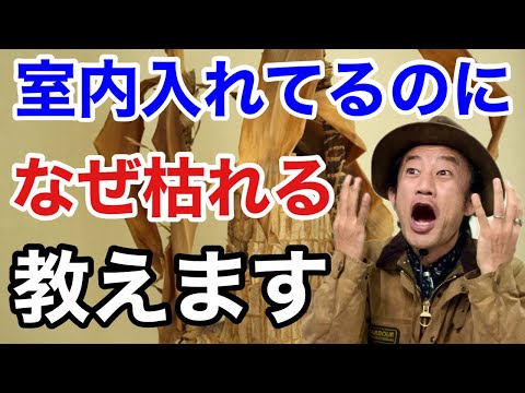 冬に夾竹桃を鉢に入れる方法 剪定時期をどこに越冬させるか