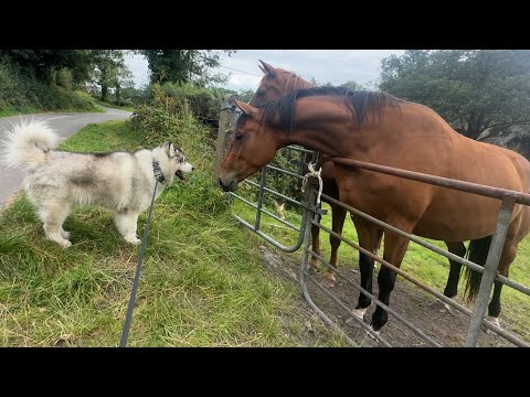 Husky Dog Meets Giant Horses! I Think He's Scared