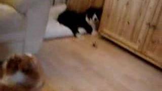 Download lagu Bailey Banter mp3