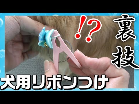 犬用アクセサリー - 完全ガイド