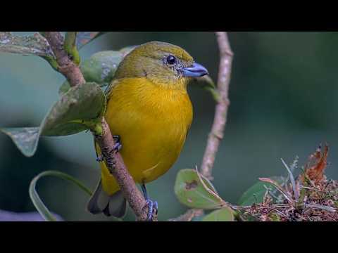 Zooming In On Tropical Wonders Of The Panama Fruit Feeder Cam | Feb. 25, 2026