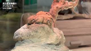 足立区生物園のグンディたち