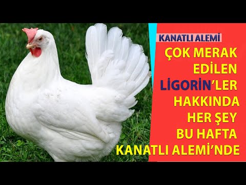 , title : 'Çok Merak Edilen "LİGORİN" Tavukları Hakkında Konuşuyoruz ! - Kanatlı Alemi #tavuk #ligorin #yumurta'