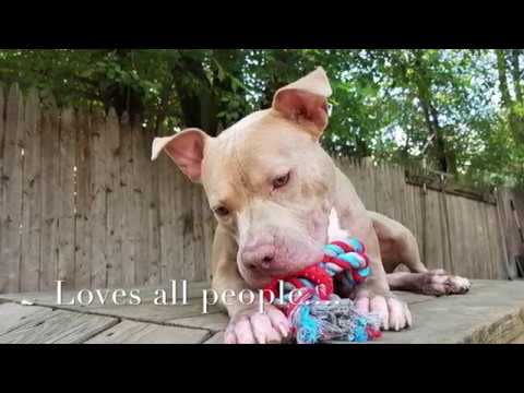 Olivia, an adopted Pit Bull Terrier in Mt. Vernon, NY_image-1