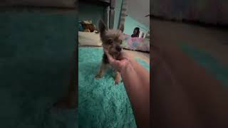 Tiny 4 lbs! 17!!! Yrs of age Elsy ended up in the scary overcrowded shelter terrified.