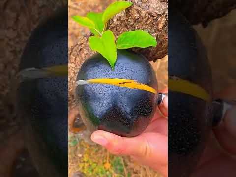 #shortsviral  #frutas #video #viral