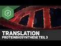 Die Translation - Proteinbiosynthese Teil 3