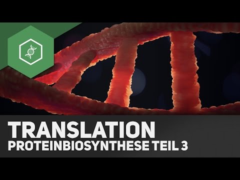 Translation — Proteinbiosynthese Teil 3