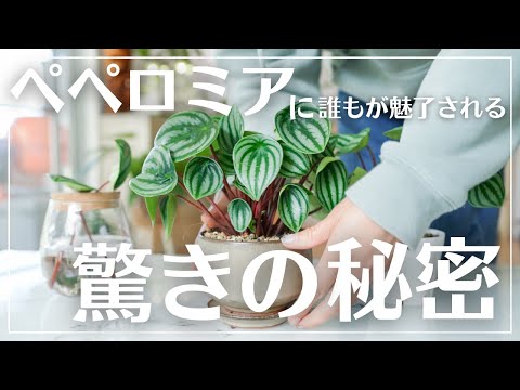 園芸 中国のお金の植物、宣教師の植物、ペペロミアの葉ピレア