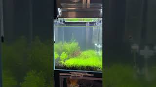 放置されてた赤系の水草をリハビリ中1カ月後に更新します^_^