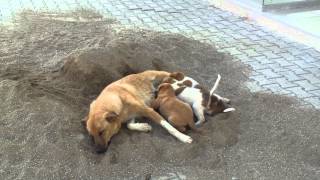 preview picture of video 'Happy Puppies :) / Mutlu köpek yavruları :)'