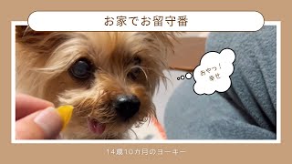 【ヨーキー】今日のヨーキー　犬との暮らし　14歳10カ月！　#dog 