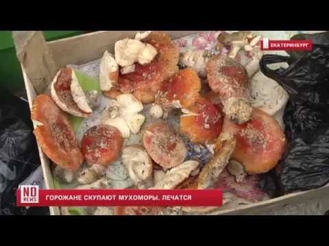 В Екатеринбурге люди скупают мухоморы, чтобы лечиться