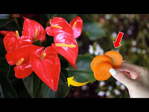 Anthurium raced to bloom.  Why didn't I know this sooner | Natural Fertilizer