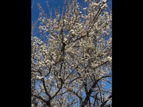 Toni Pecanov  At Time