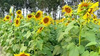 সুর্যমুখীর বীজ বা তেলের গুনাগুন বা উপকারিতা