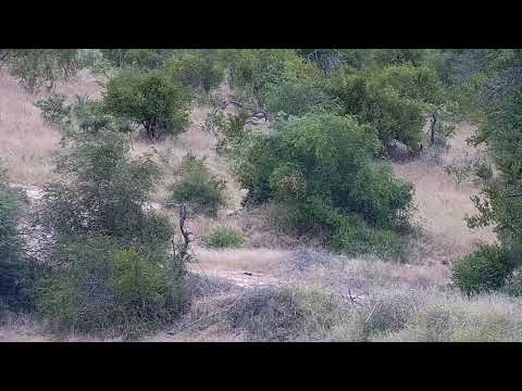 Djuma: Lone Elephant drinks at the dam - 16:52 - 03/06/2022